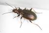 Agonum marginatum